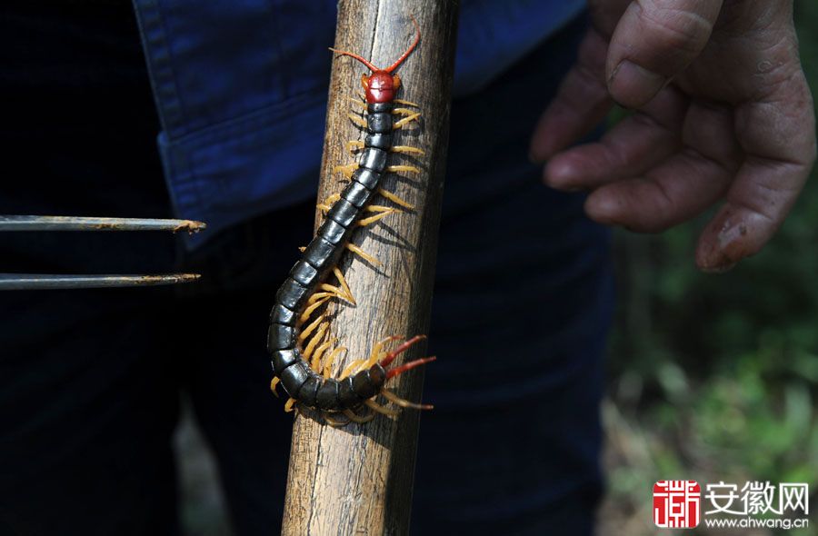 合肥职业捉蜈蚣者专挣大胆钱