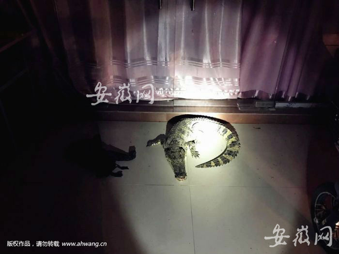 吓一跳！鳄鱼凌晨潜入居民家 消防民警来生擒