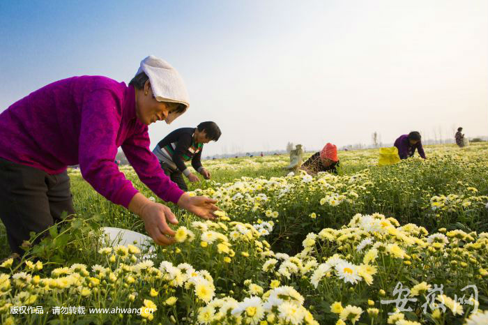 2017年亳州市首届菊花节明天开幕