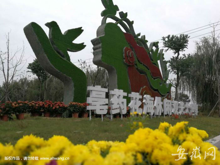 2017年亳州市首届菊花节明天开幕