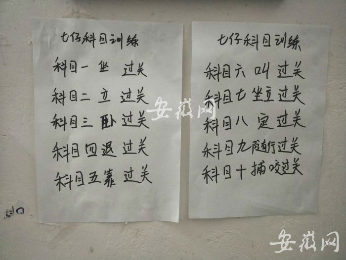 驯狗专用“科目表”。