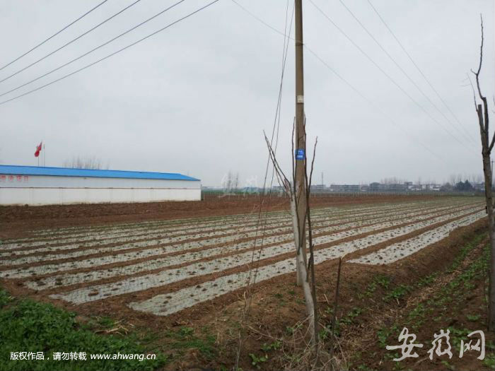 吊瓜子生產基地。
