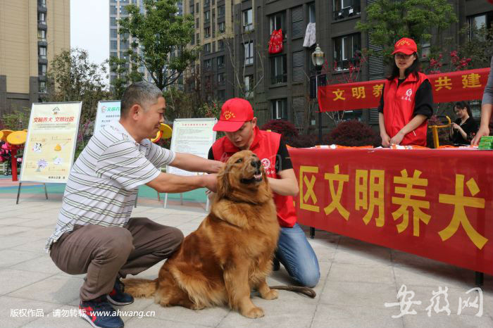 志愿者給狗狗帶上狗繩
