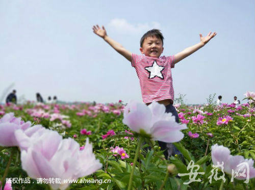 芍药花开