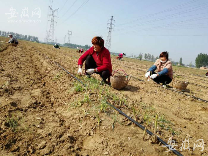 萧县壮志农作物种植农民专业合作社社员在田间劳作。（何雪峰供图）