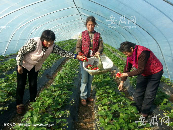 设施农业彰显规模效益。滕芝华 摄