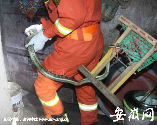 消防官兵擒住花蛇。