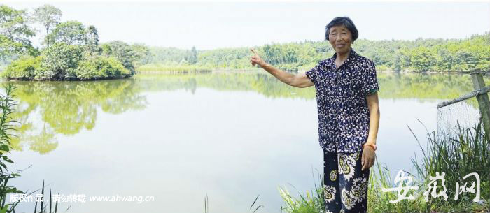 指著遠處的小島，佘世珍老人說每年都有一只野生揚子鱷在那里產卵。