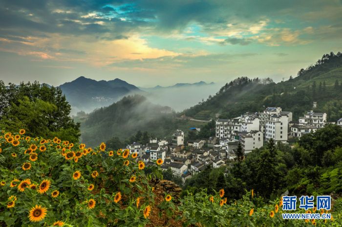 7月24日,在安徽黄山歙县霞坑镇石潭风景区,游客在盛开的金黄色向日葵