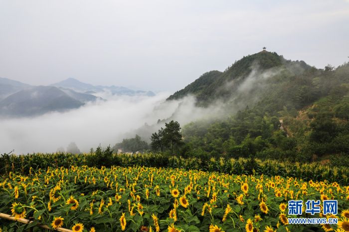 7月24日,在安徽黄山歙县霞坑镇石潭风景区,游客在盛开的金黄色向日葵