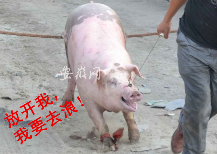 QQ图片20180720104456_副本