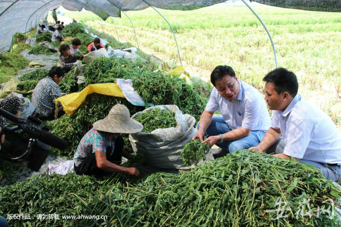 2永镇乡贫困户在甜叶菊专业合作社务工增收