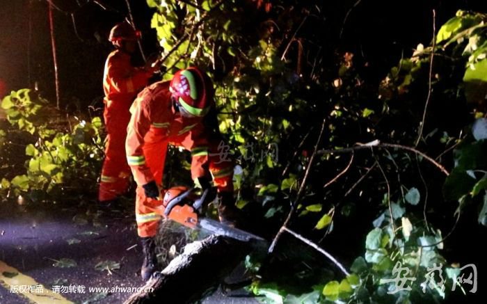 “摩羯”过境吹倒数棵大树 砀山消防雨夜驰援