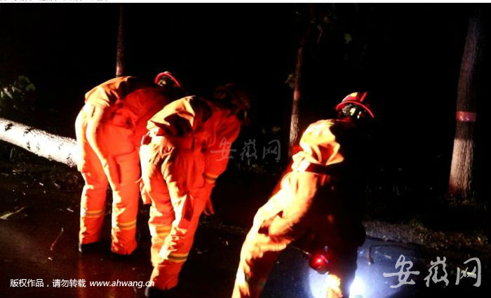 “摩羯”过境吹倒数棵大树 砀山消防雨夜驰援