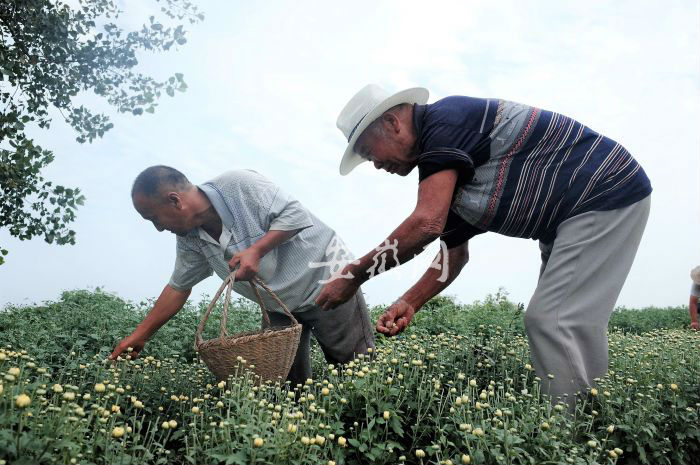 規模栽植效益高。    吳彥東攝