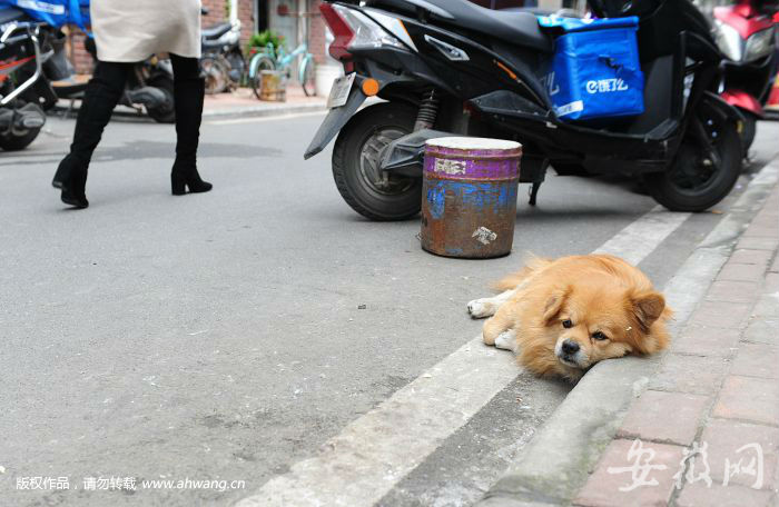 蕪湖禁養大型犬烈性犬 一個家庭將限養一只寵物狗