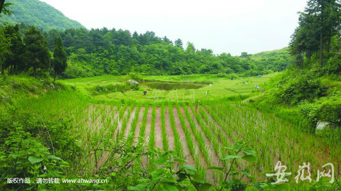 安徽農業大學對口援建高山茭白種植基地。