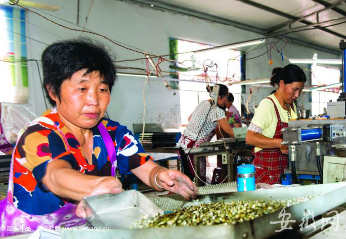 入股雙馬電子實現脫貧夢。楊林英攝
