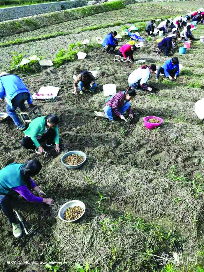 金寨縣一些村民靠種植藥材增收。（資料圖）