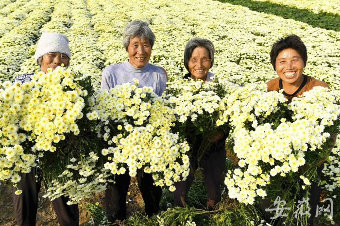 亳州市谯城区谯东镇闫窑村菊花种植基地，菊农正在田间采收菊花。刘勤利/摄