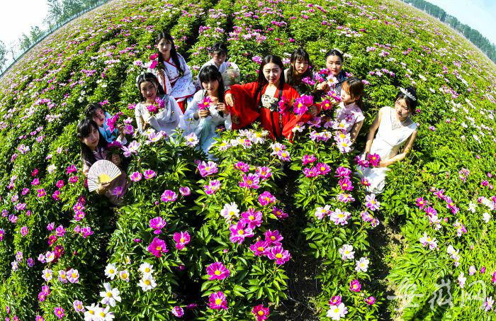 游客在十河鎮賞萬畝芍花。劉勤利攝