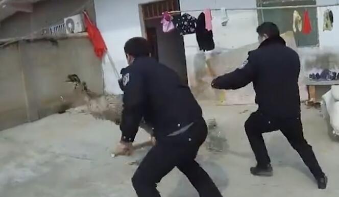 鴕鳥跑到居民家中亂竄 鳳陽民警：跑好快 追半天