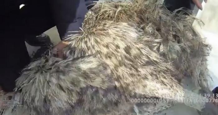 鴕鳥跑到居民家中亂竄 鳳陽民警：跑好快 追半天