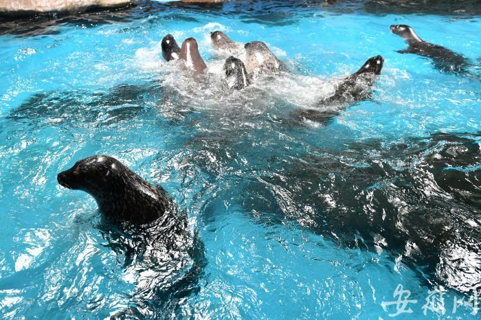 6 海豹在水里抢食