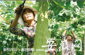 贫困户在小辛集乡扶贫种植基地打工。