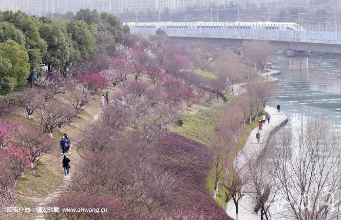 合肥“网红”匡河梅花竞相开放