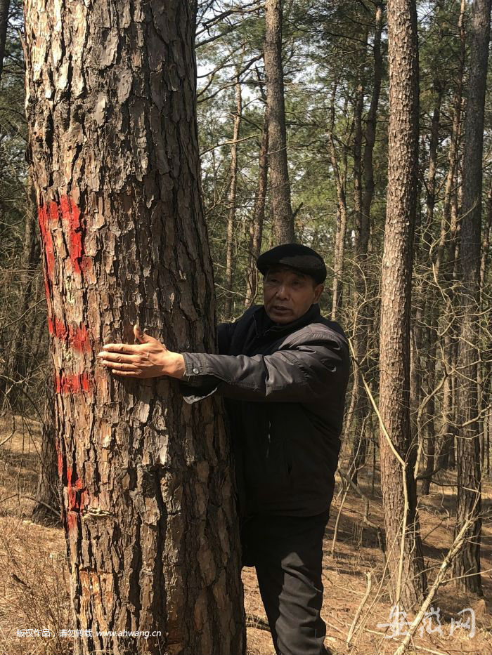 滁州1家4代24口人接力植樹造林60年 荒山變林海