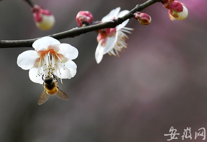 NDY_4400