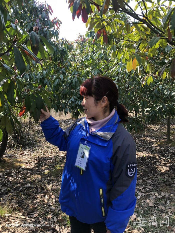滁州1家4代24口人接力植樹造林60年 荒山變林海