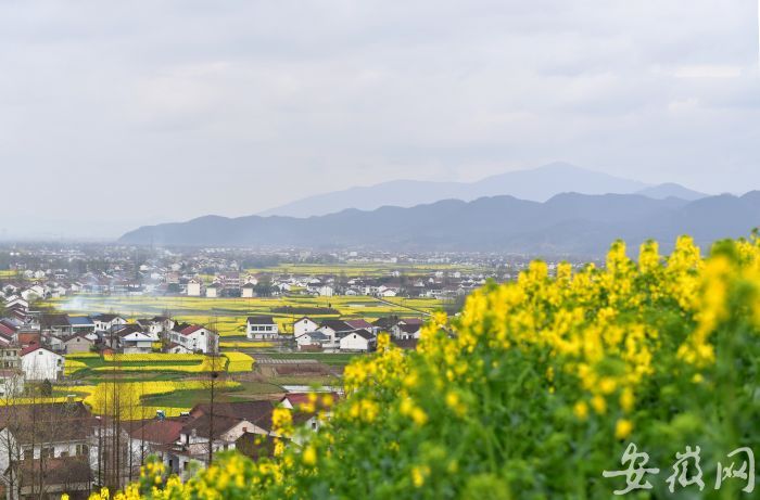 3月21日,陕西省汉中市南郑区新集镇,油菜花海宛如一幅幅油画(2)