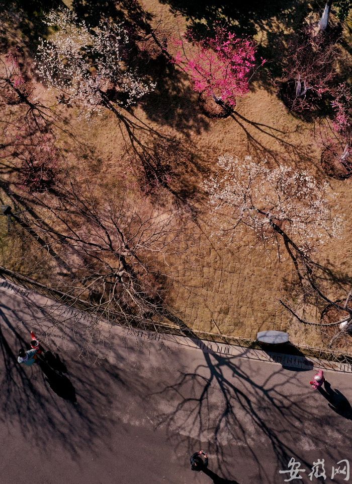 3 公園里盛開的梅花