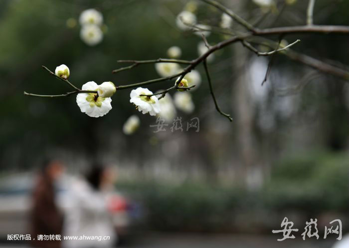雖持續(xù)陰雨，但溫度在緩慢回升。圖為合肥街頭盛開(kāi)的梅花。