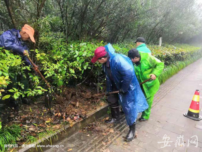 低温雨雪让苗木“很受伤” 合肥城管抓紧补植