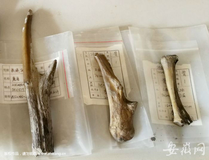 2018年11月28日，拍攝引江濟淮工程,廬江三板橋遺址考古發掘出來的鹿角等動物骨骼。