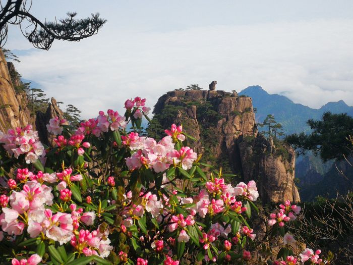 黃山杜鵑，鄧嵩山 攝