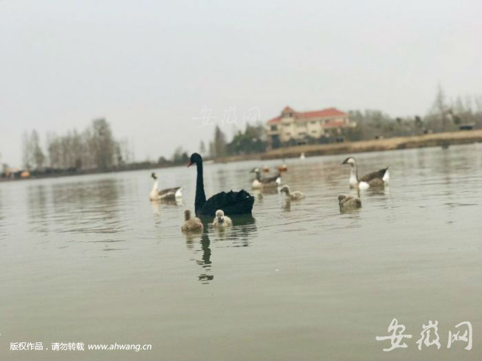 QQ圖片20190404115851