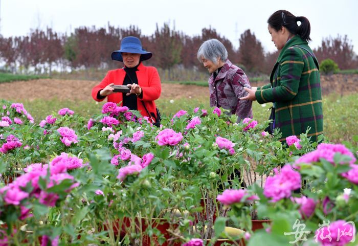 8 尧舜牡丹园占地面积1000亩,其中牡丹种植600亩,芍药种植近300亩 (1)