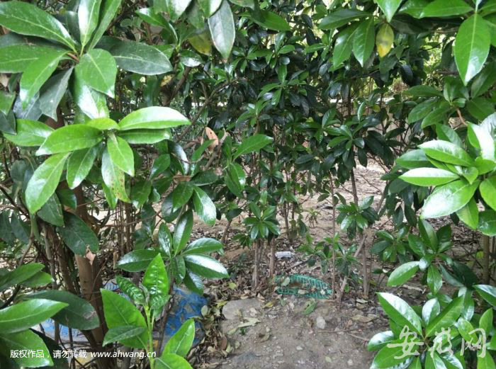 合肥高架橋下驚現一具男尸 現場能聞到腐臭味