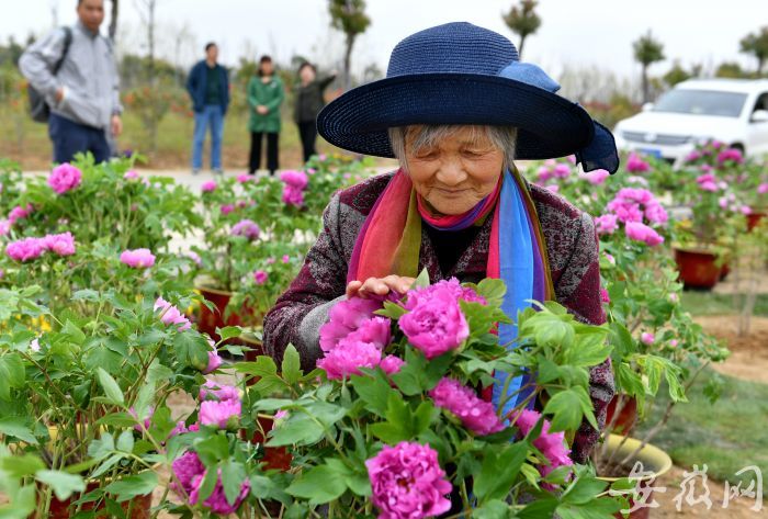 巢湖烔炀镇千亩牡丹园清明五一假期免费开放