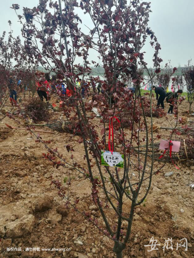 長江安徽段五地市青少年保護母親河活動在銅陵舉辦