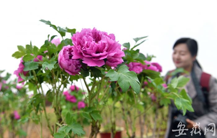 盛开的牡丹花非常漂亮据介绍,从即日起至5月31日,该镇的尧舜牡丹,芍药