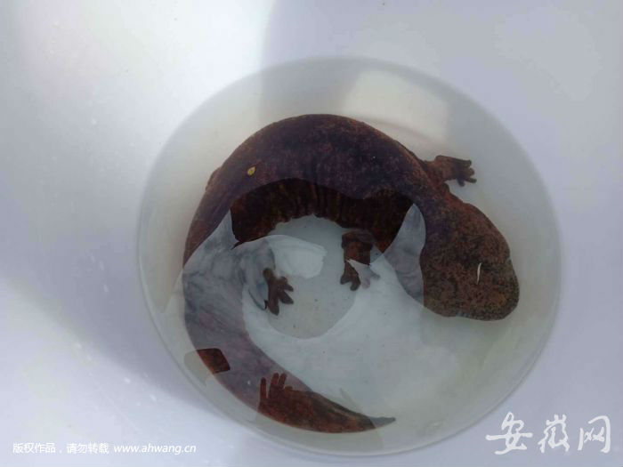 萬佛山娃娃魚誤入蝦籠 村民：這么大確屬罕見