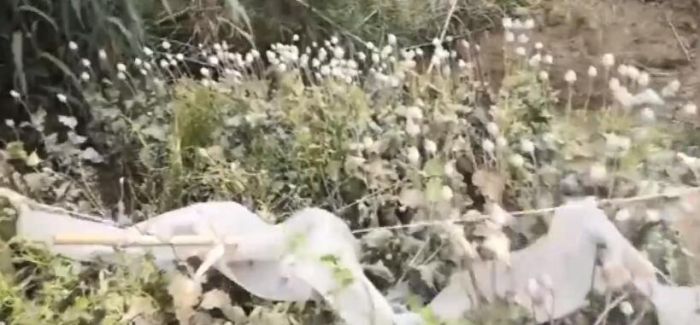罂粟味道香可治病？滁州田里发现151株人为种植罂粟