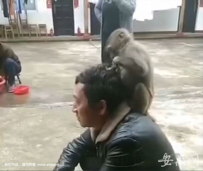 寧國：山上無老虎猴子稱大王 下山傷人“襲警”