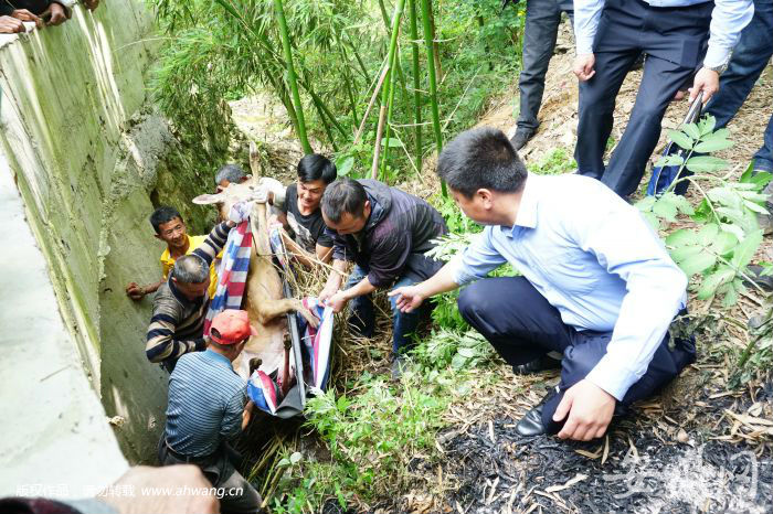 1只梅花鹿被2只獵狗攻擊 村民耍“打狗棍”相救