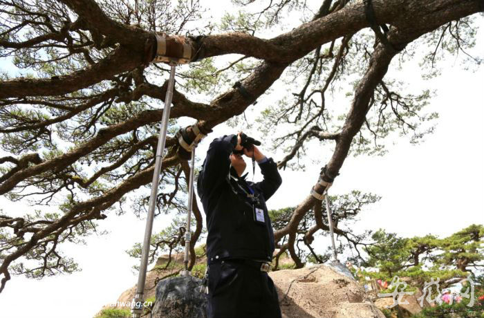黄山第19任守松人：风雨十载守护千年迎客松